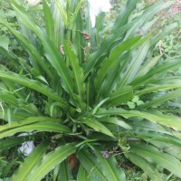 Crinum moorei Hook.f.